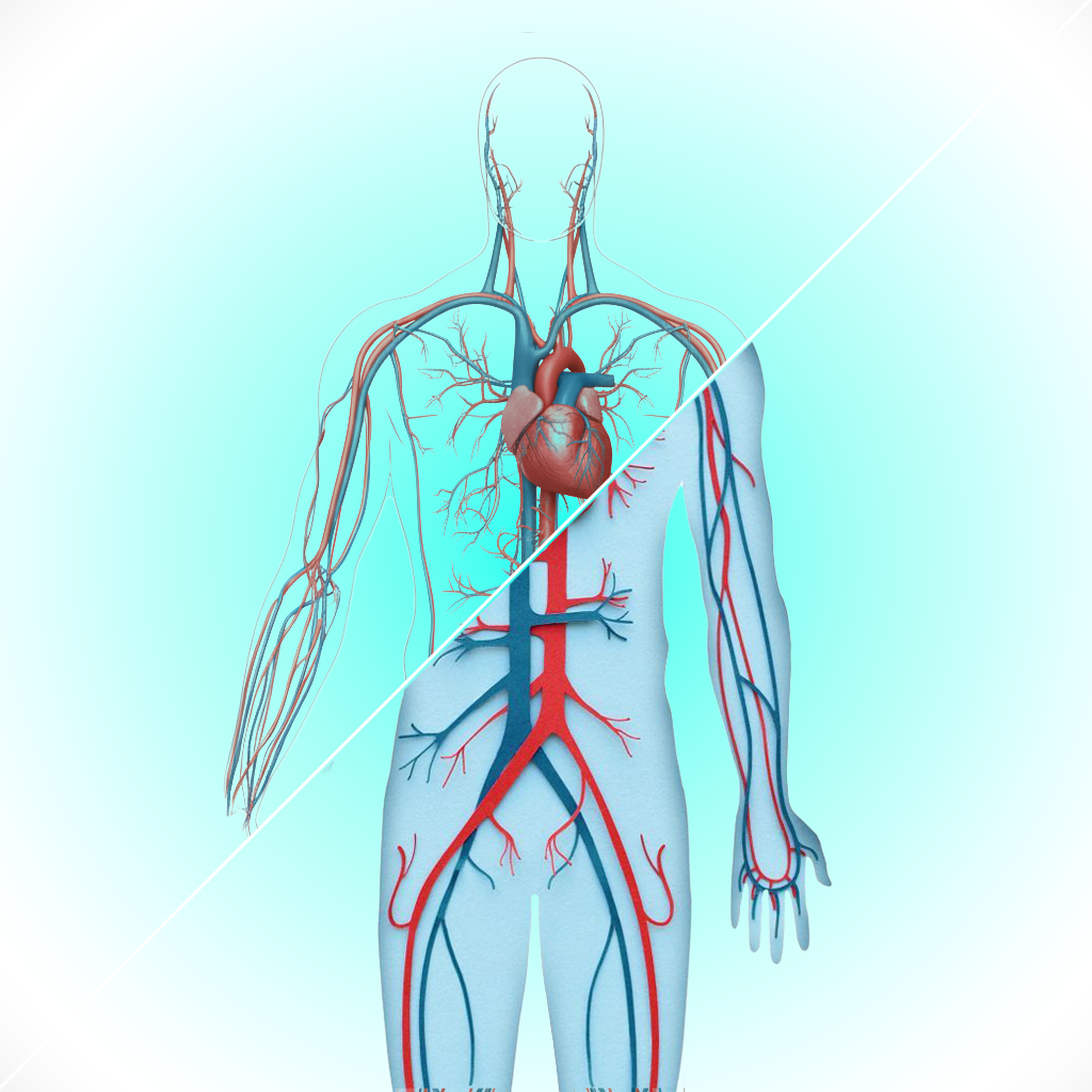 Endovascular-flow-models